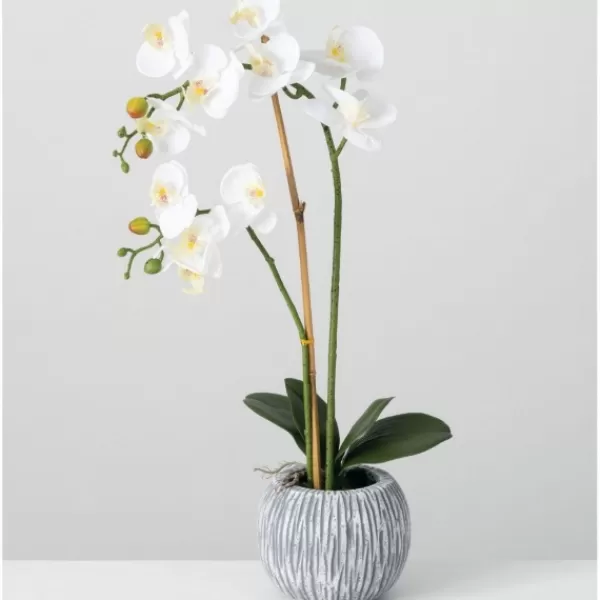 Arrangements & Greenery-Kirkland's Home Blooming White Orchid Potted Floral Arrangement Green/White/Yellow
