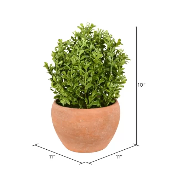Arrangements & Greenery-Kirkland's Home Boxwood Bush In Terracotta Pot Green