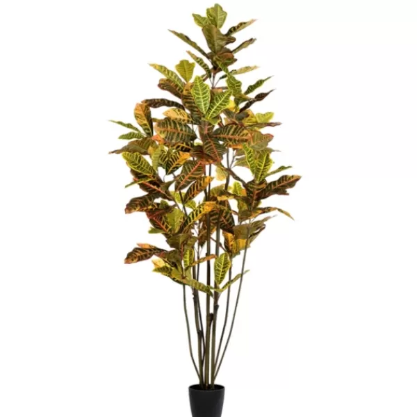 Trees & Topiaries-Kirkland's Home Colorful Croton Tree In Black Planter, 6 Ft.
