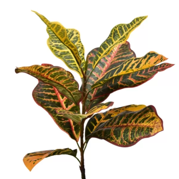 Trees & Topiaries-Kirkland's Home Colorful Croton Tree In Black Planter, 6 Ft.