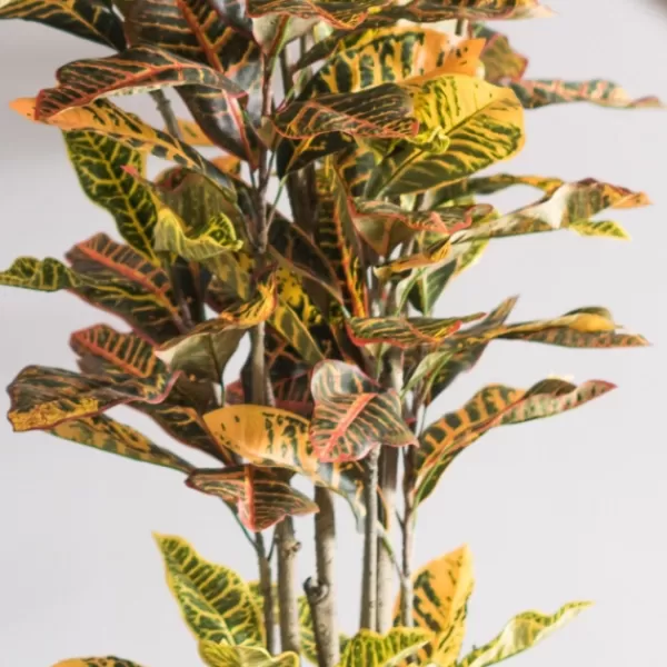 Trees & Topiaries-Kirkland's Home Colorful Croton Tree In Black Planter, 6 Ft.