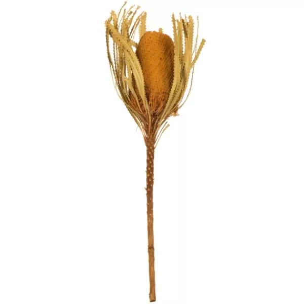 Stems & Bouquets-Kirkland's Home Dried And Dyed Jumbo Banksia Stems, Set Of 3 Gold