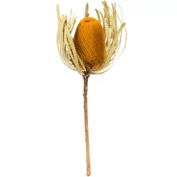 Stems & Bouquets-Kirkland's Home Dried Jumbo Banksia Stems, Set Of 3 Gold