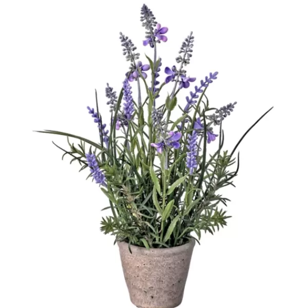 Arrangements & Greenery-Kirkland's Home Lavender Plant In Speckled Cement Planter Purple/Green