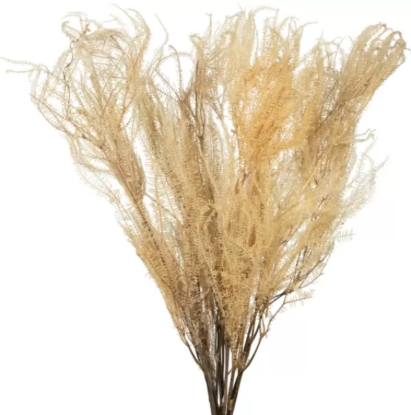 Stems & Bouquets-Kirkland's Home Natural Bleached Andares Fern Stems, Set Of 9 Ivory