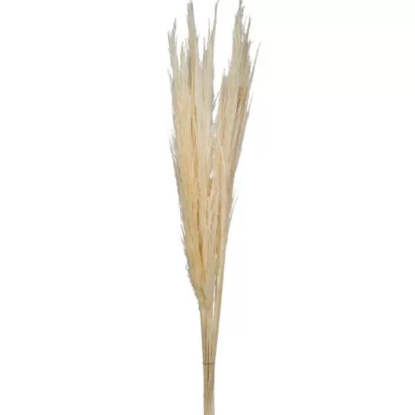Stems & Bouquets-Kirkland's Home Natural Bleached Pampas Grass Stems, Set Of 6 Ivory