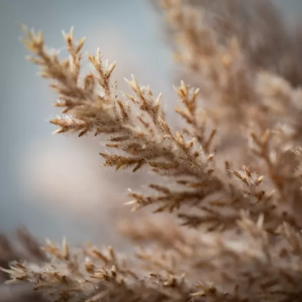 Stems & Bouquets-Kirkland's Home Neutral Pampas Grass Bundles, Set Of 2 Tan/Brown
