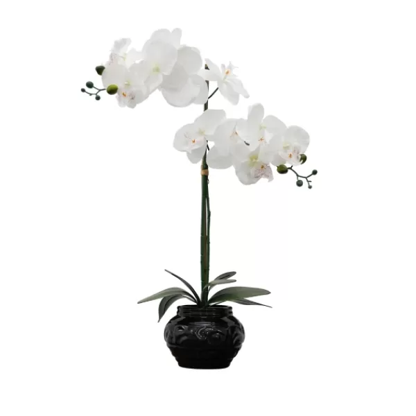 Arrangements & Greenery-Kirkland's Home Orchid Arrangement In Floral Planter Black