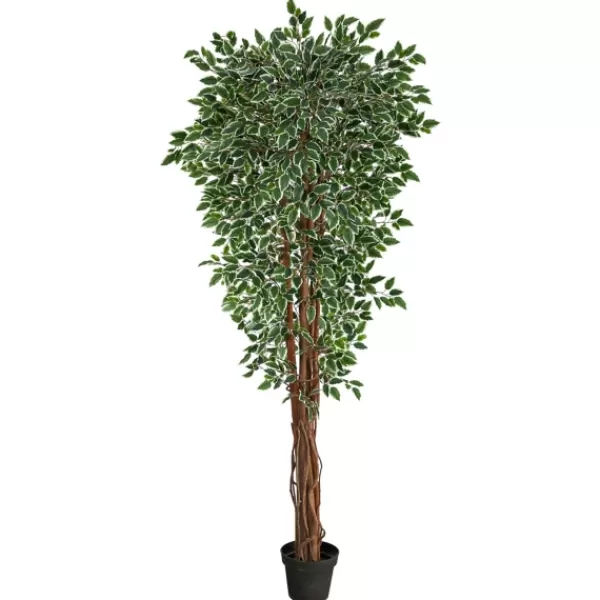 Trees & Topiaries-Kirkland's Home Outdoor Variegated Ficus Tree In Black Planter
