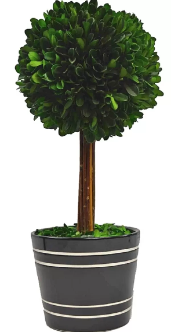 Trees & Topiaries-Kirkland's Home Round Boxwood Topiary In Black Planter, 14 In.