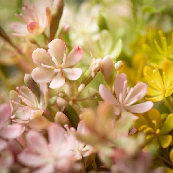 Stems & Bouquets-Kirkland's Home Springtime Wildflower Bundles, Set Of 3 Green/Yellow/Pink