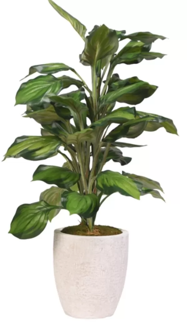 Stems & Bouquets-Kirkland's Home Variegated Hosta Plant In Textured Planter Green/White